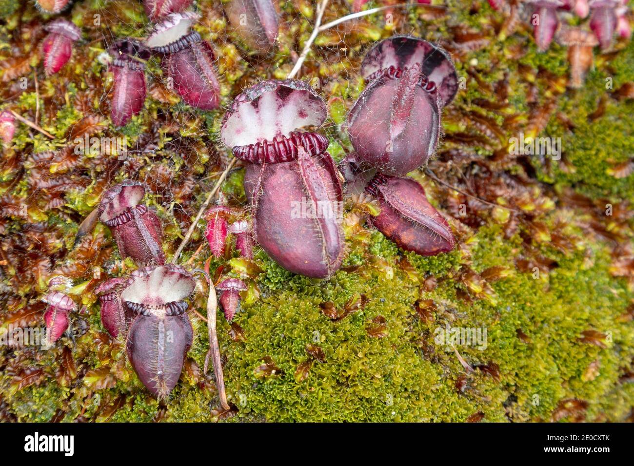 group of some pitchers of the Albany Pitcher Plant Cephalotus follicularis in natural habitat close to Walpole in Western Australia Stock Photo