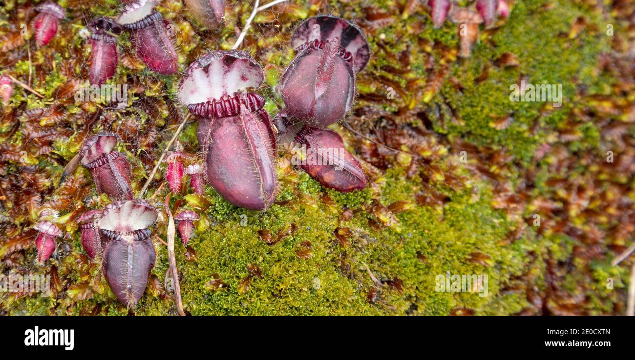 the red pitchers of Cephalotus follicularis, an endemic and rare carnivorous plant, seen in natural habitat close to Walpole in Western Australia Stock Photo