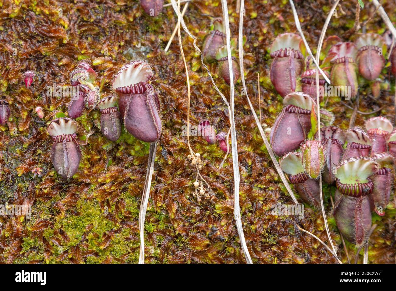 pitchers of Cephalotus follicularis (Albany Pitcher Plant) seen in natural habitat close to Walpole in Western Australia Stock Photo