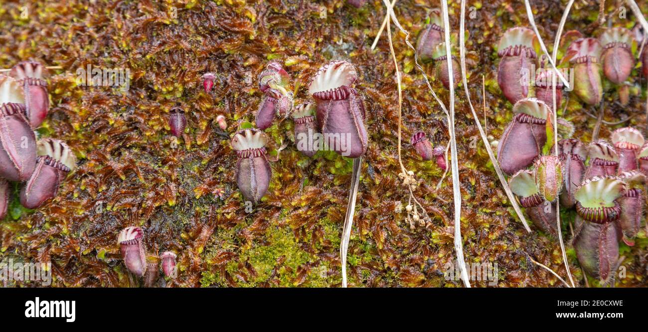 group of pitchers of the Albany Pitcher Plant (Cephalotus follicularis) in natural habitat close to Walpole in Western Australia Stock Photo