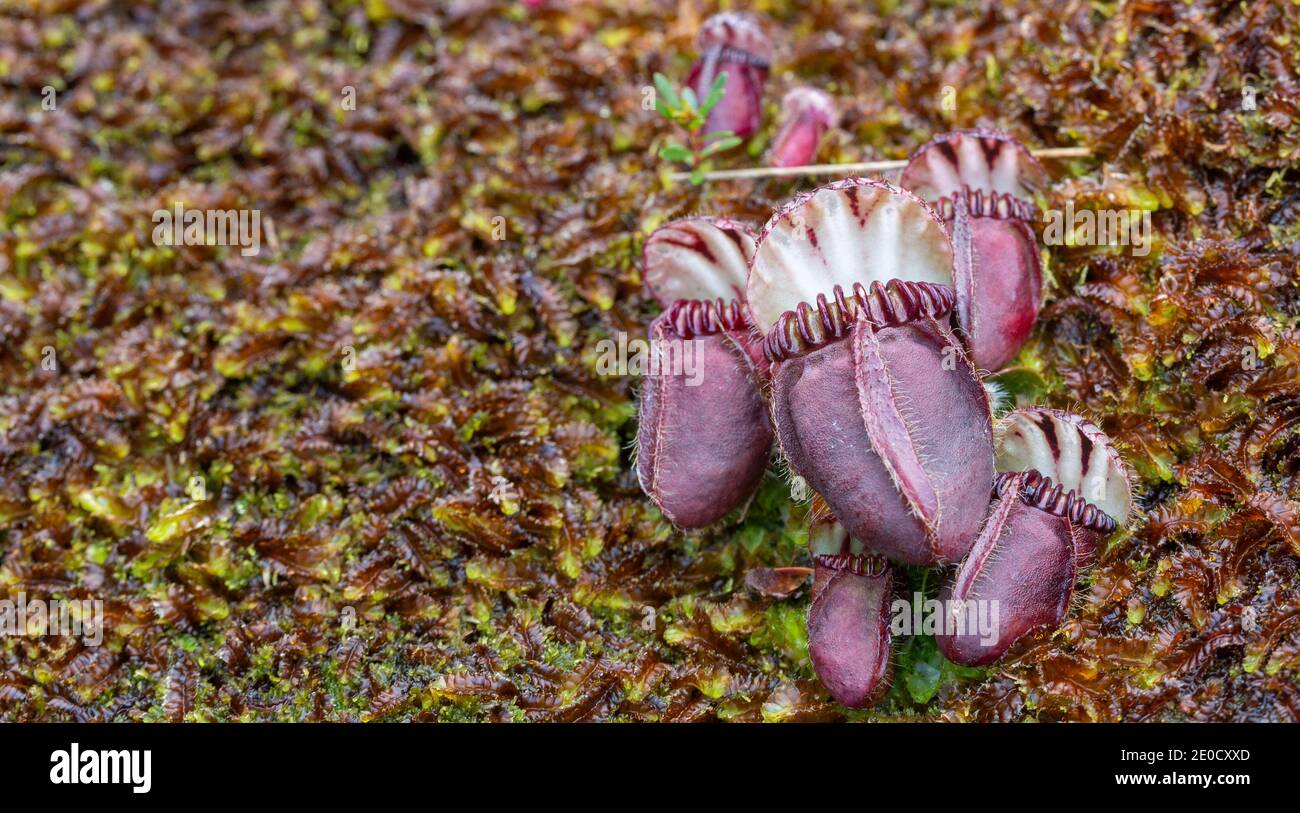 group of some nice red pitchers of the Albany Pitcher Plant (Cephalotus follicularis) seen in natural habitat close to Walpole in Western Australia Stock Photo