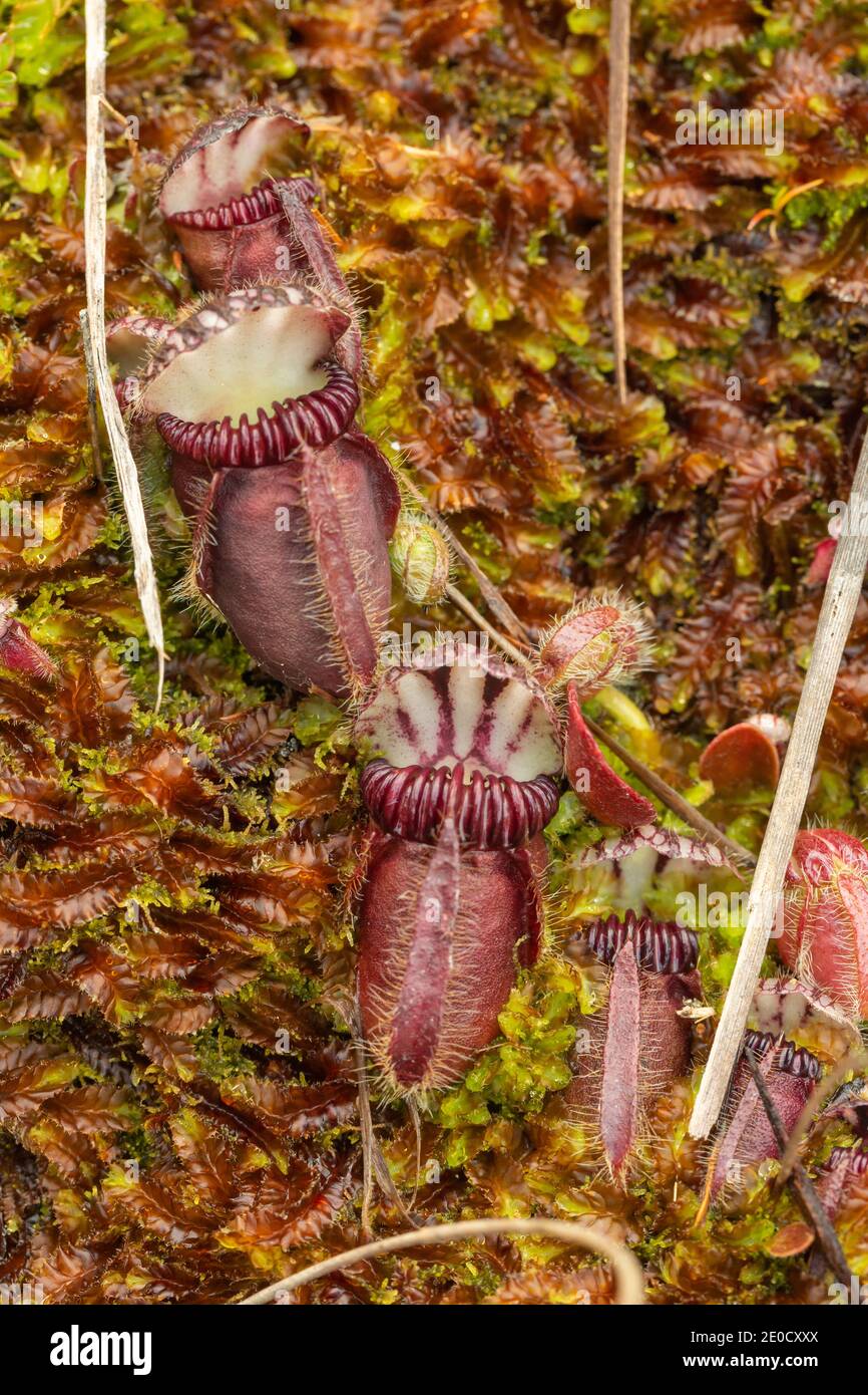 pitchers of Cephalotus follicularis (Albany Pitcher Plant) seen in natural habitat close to Walpole in Western Australia Stock Photo