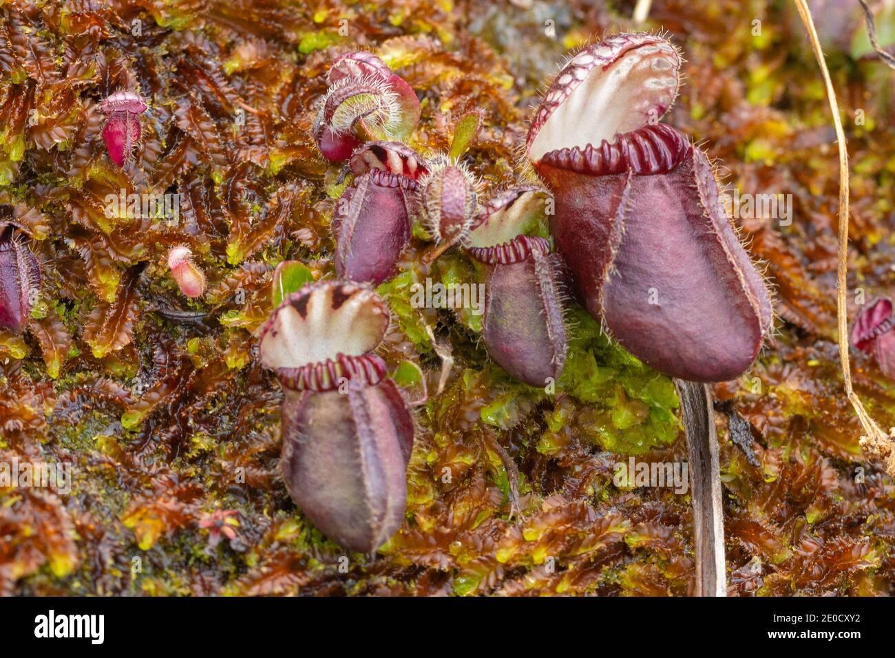 Portrait of a some pitchers of Cephalotus follicularis (Albany Pitcher Plant)  close to Walpole in Western Australia, view from the side Stock Photo