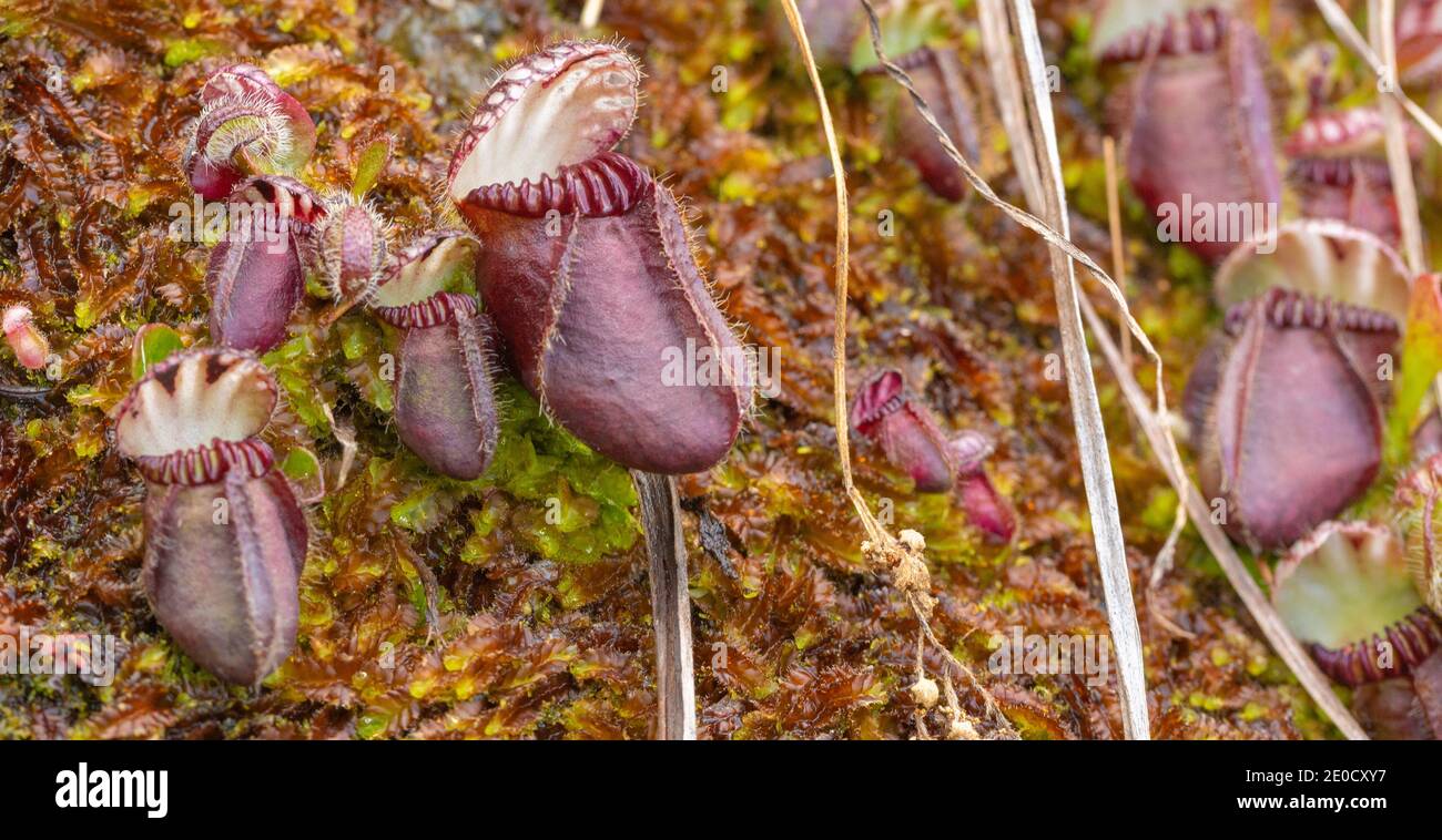 Portrait of a single pitcher of Cephalotus follicularis (Albany Pitcher Plant) in natural habitat close to Walpole in Western Australia Stock Photo