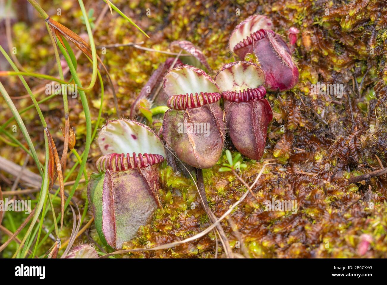 four pitchers of the Albany Pitcher Plant (Cephalotus follicularis) in natural habitat close to Walpole in Western Australia Stock Photo