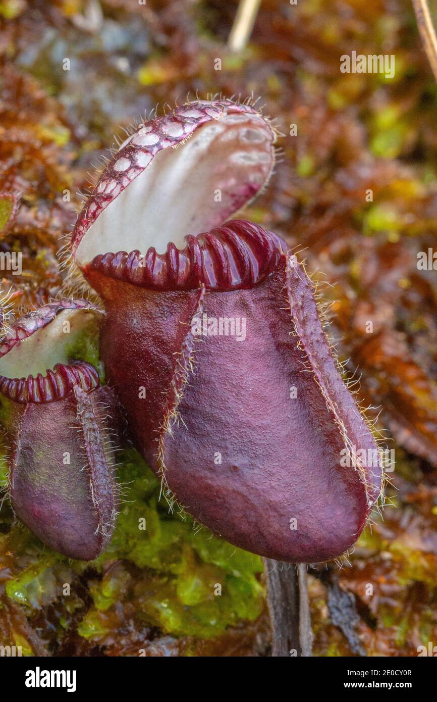 close-up of a single pitcher of the rare and endangered western australian pitcher plant Cephalotus follicularis in natural habitat close to Walpole Stock Photo