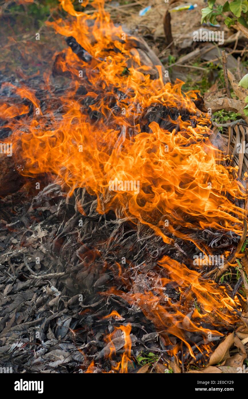 image of forest fire or wild fire Stock Photo