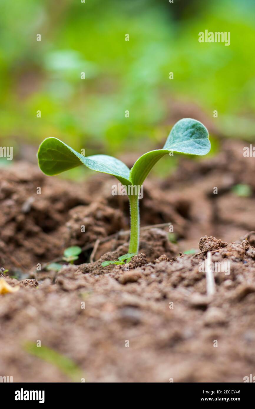 plant growing from the hard soil. Stock Photo