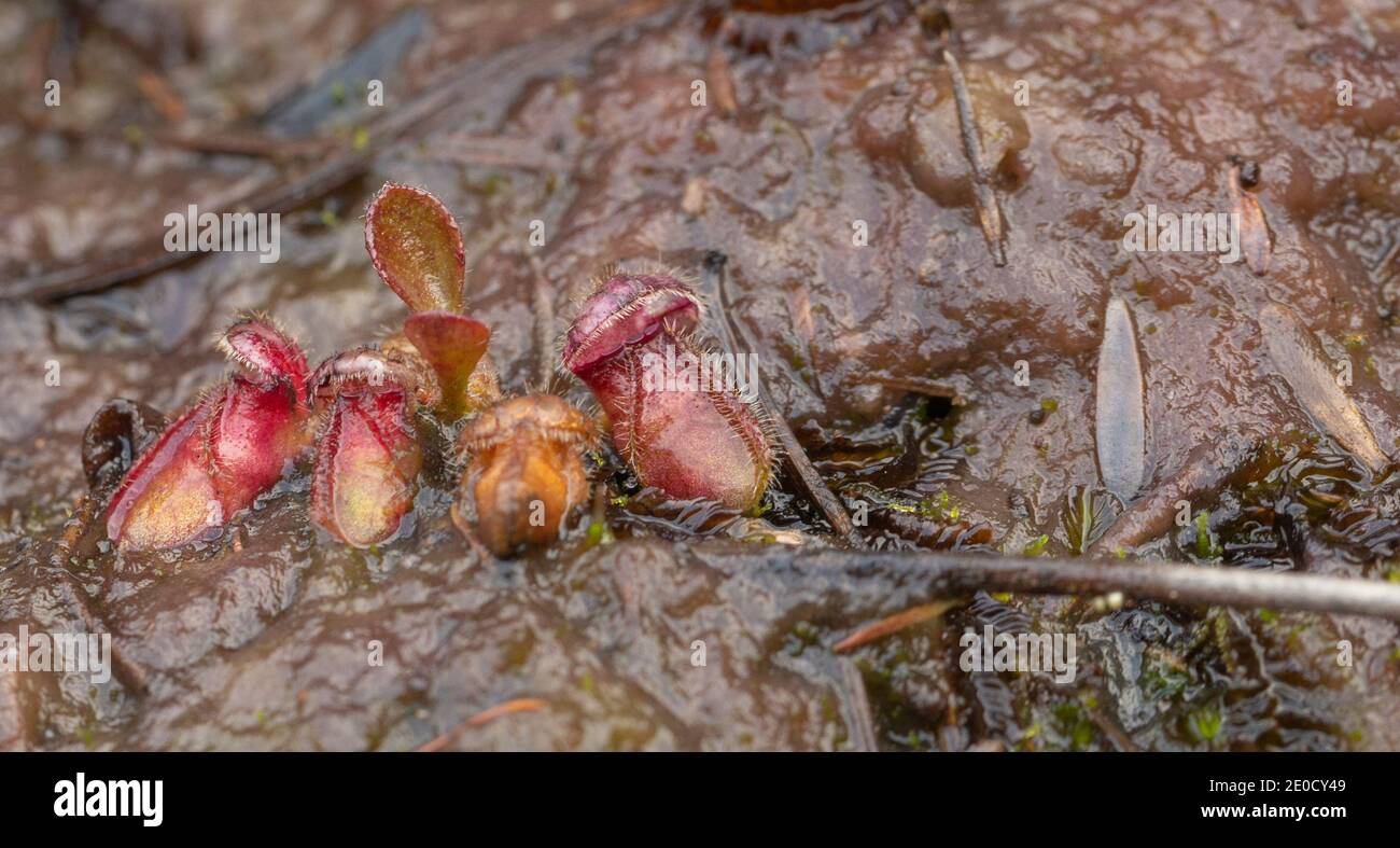 seedling of Cephalotus follicularis, the Albany Pitcher Plant in natural habitat close to Walpole in Western Australia Stock Photo