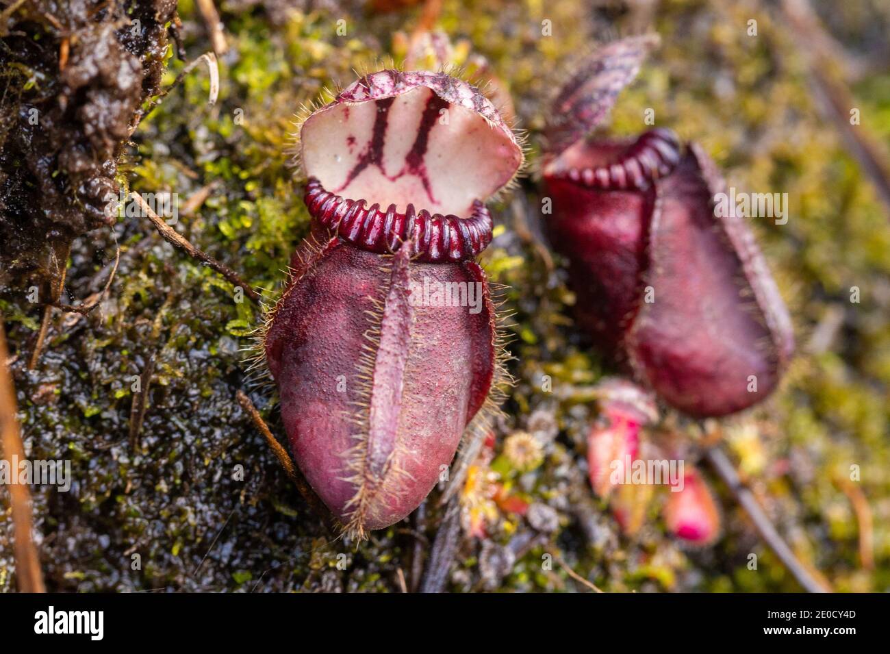 Macro of single pitchers of the endemic Albany Pitcher Plant (Cephalotus follicularis) in natural habitat close to Walpole in Western Australia Stock Photo