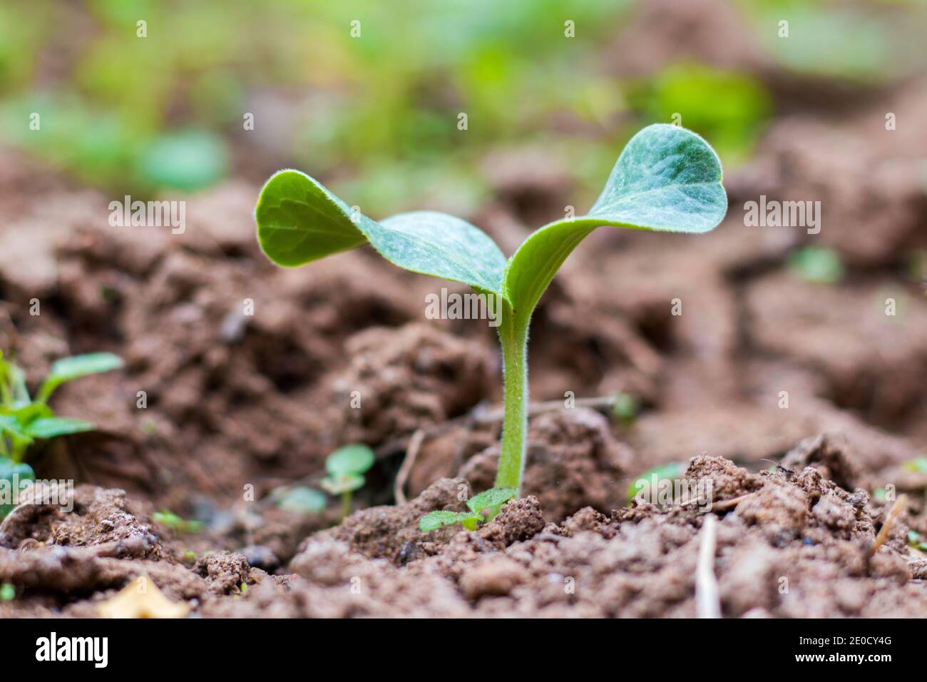 plant growing from the hard soil Stock Photo Alamy