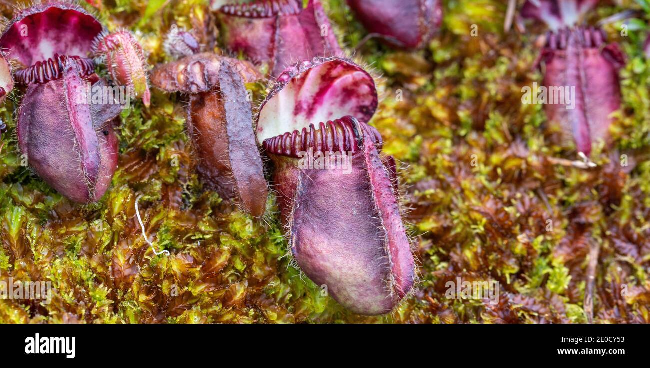 Close-up of a pitcher of Cephalotus follicularis, the Albany Pitcher Plant in habitat close to Walpole in Western Australia Stock Photo