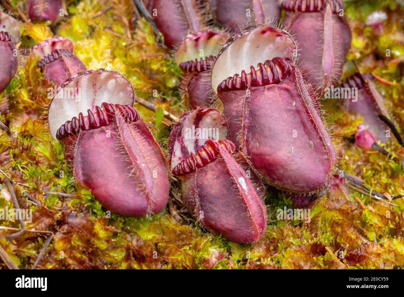 Macro of single pitchers of the endemic Albany Pitcher Plant (Cephalotus follicularis) in natural habitat close to Walpole in Western Australia Stock Photo
