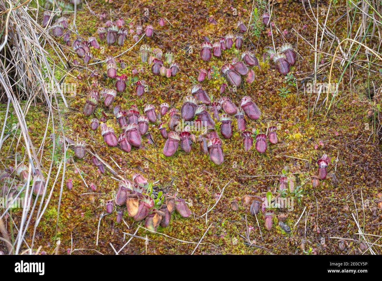 colony of Cephalotus follicularis, the Albany pitcher plant, in natural habitat seen close to Walpole in Western Australia Stock Photo