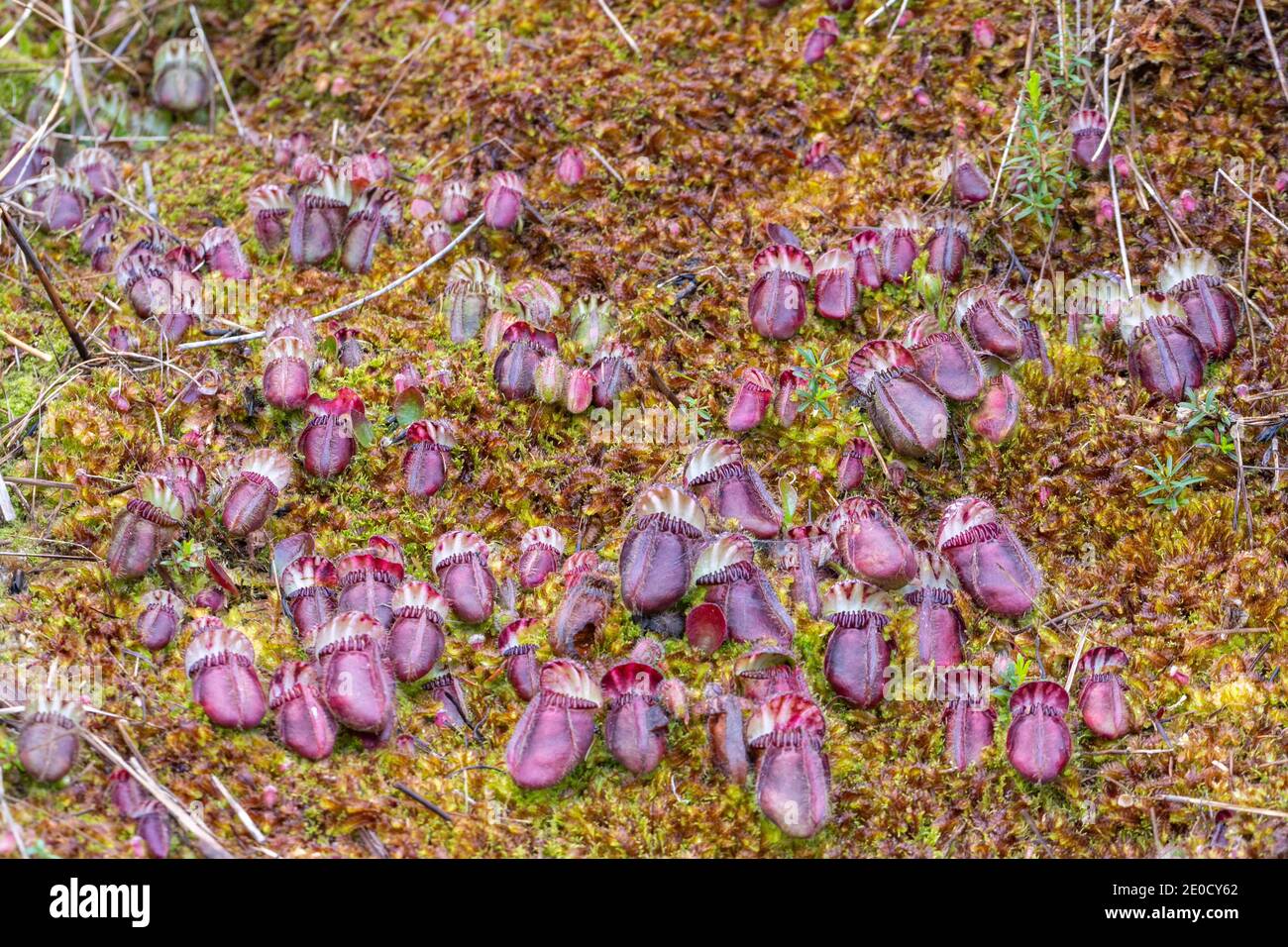 colony of Cephalotus follicularis, the Albany pitcher plant, in natural habitat seen close to Walpole in Western Australia Stock Photo