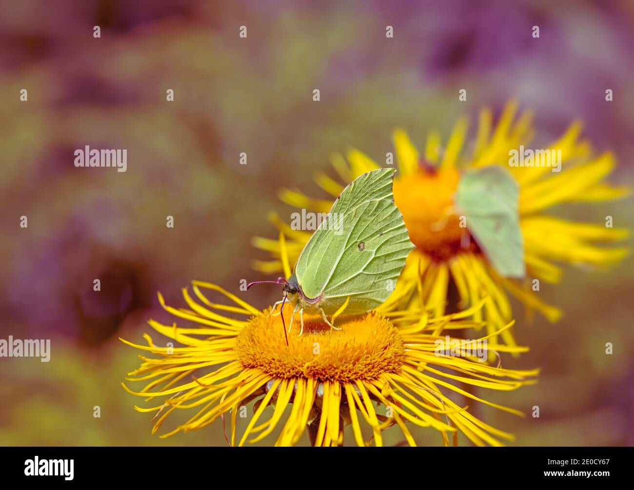 Brimstone butterfly on the blossoms of a yellow flower Stock Photo