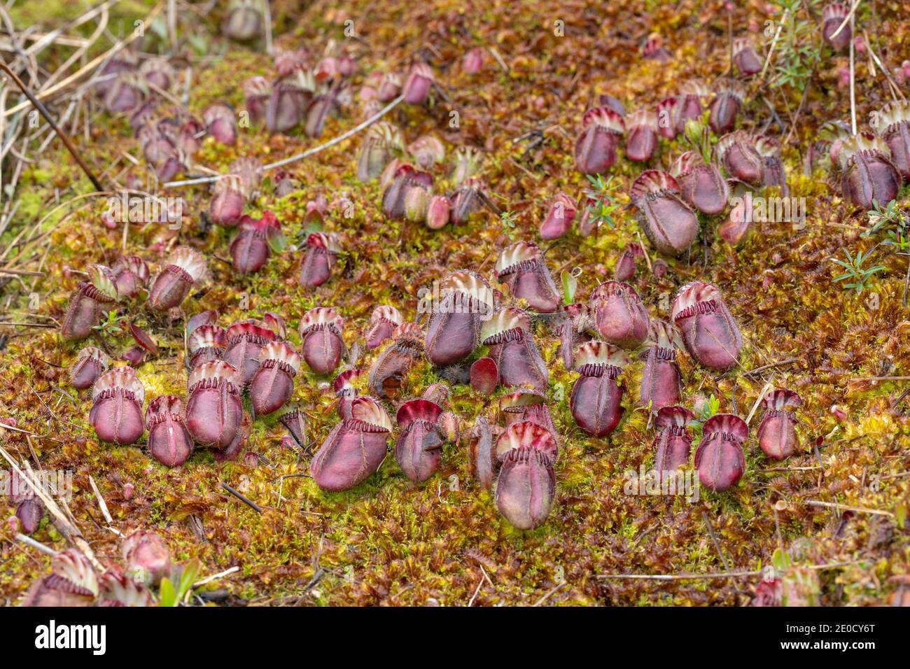 colony of Cephalotus follicularis, the Albany pitcher plant, in natural habitat seen close to Walpole in Western Australia Stock Photo