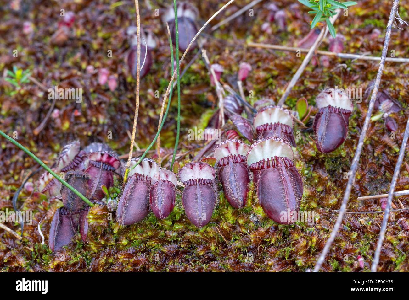 small group of deep red coloured pitchers of Cephalotus follicularis in natural habitat close to Walpole in Western Australia Stock Photo