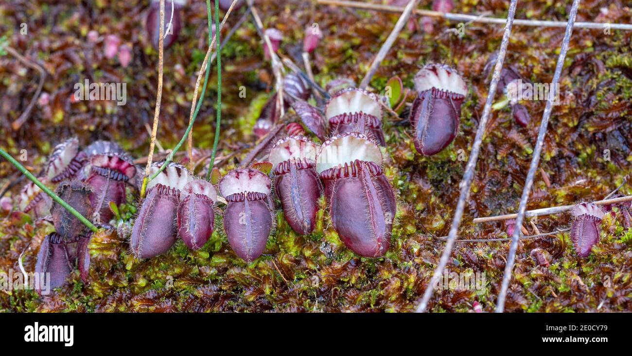 deep red pitchers of Cephalotus follicularis in natural habitat close to Walpole in Western Australia Stock Photo