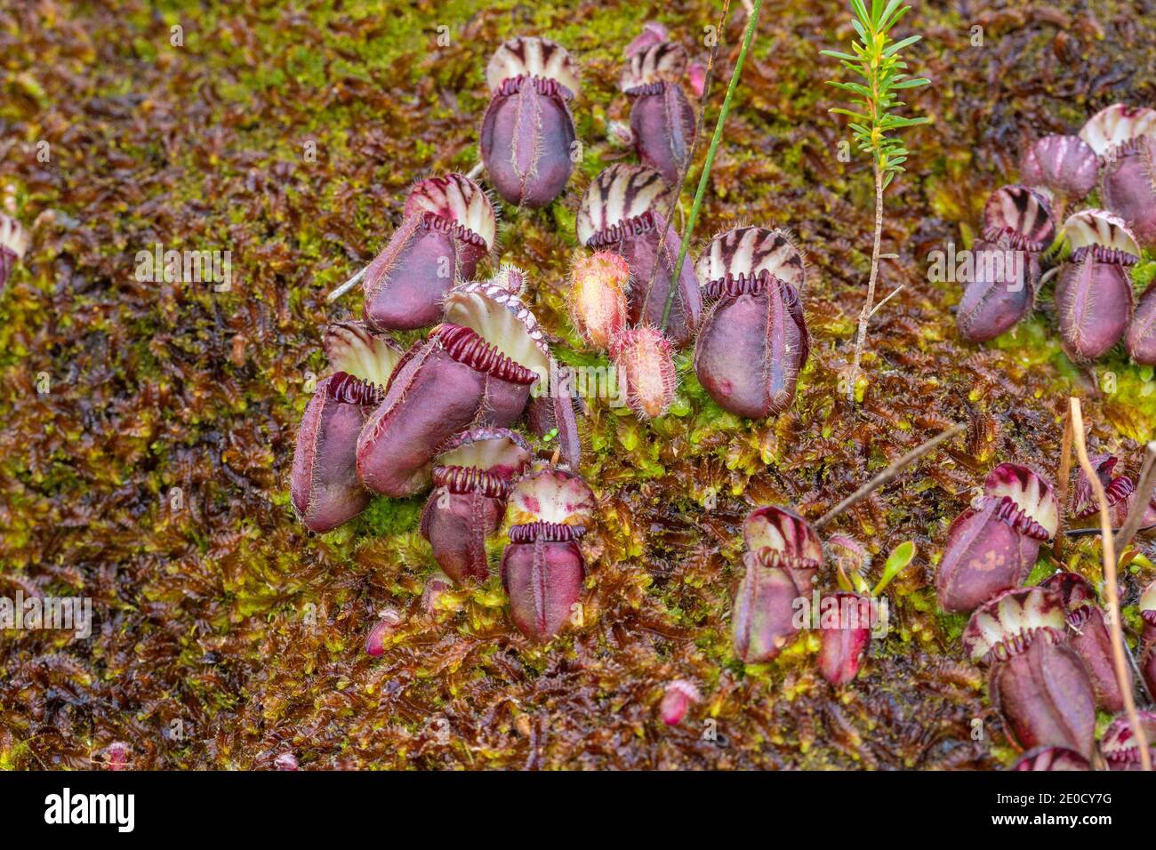 group of pitchers of the Albany Pitcher Plant (Cephalotus follicularis) in natural habitat close to Walpole in Western Australia Stock Photo