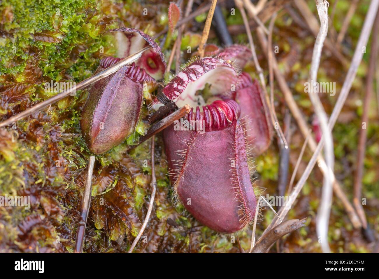 Portrait of a single pitcher of Cephalotus follicularis (Albany Pitcher Plant)  close to Walpole in Western Australia, view from the side Stock Photo