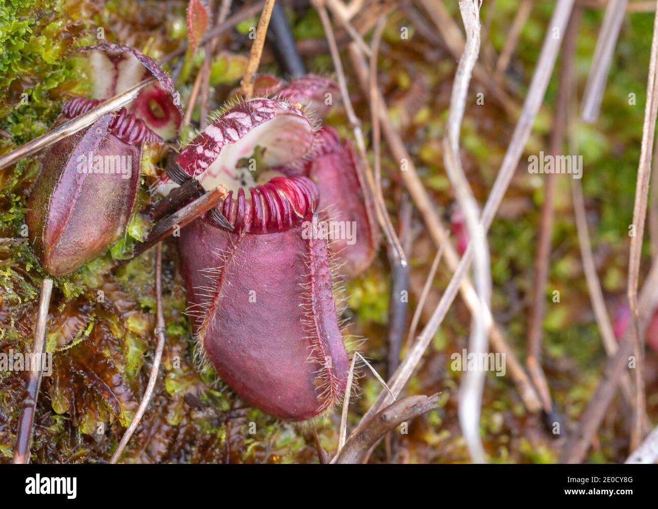 Macro of a pitcher of the rare and endemic Cephalotus follicularis (Albany Pitcher Plant)  close to Walpole in Western Australia, view from the side Stock Photo