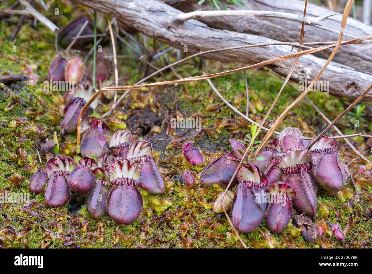 small group of deep red coloured pitchers of Cephalotus follicularis in natural habitat close to Walpole in Western Australia Stock Photo