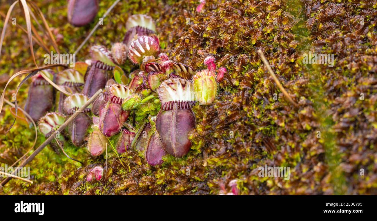 some nice pitchers of the Albany Pitcher Plant (Cephlotus follicularis), a rare endemic carnivorous plants seen close to Walpole in Western Australia Stock Photo