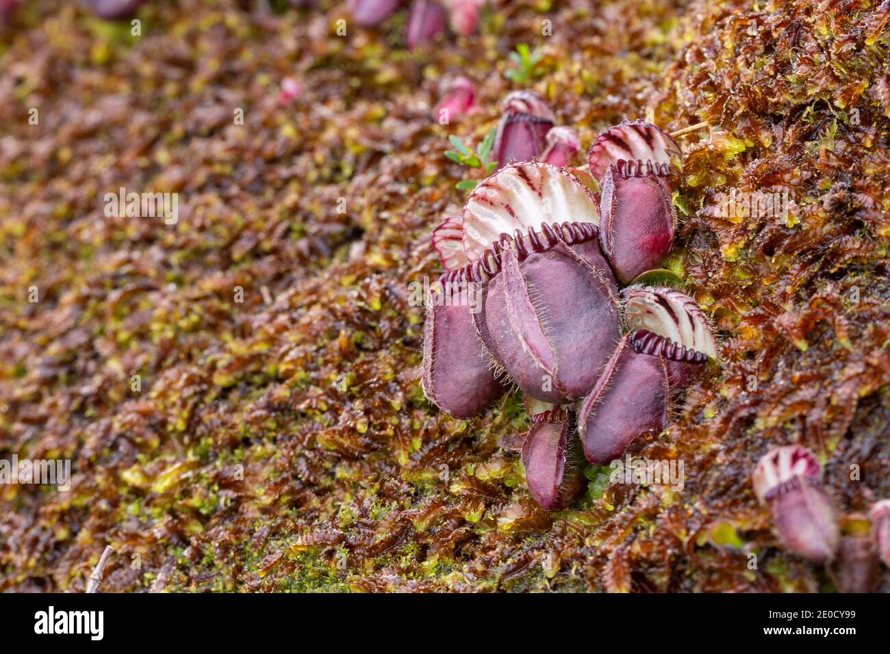deep red pitchers of Cephalotus follicularis in natural habitat close to Walpole in Western Australia Stock Photo