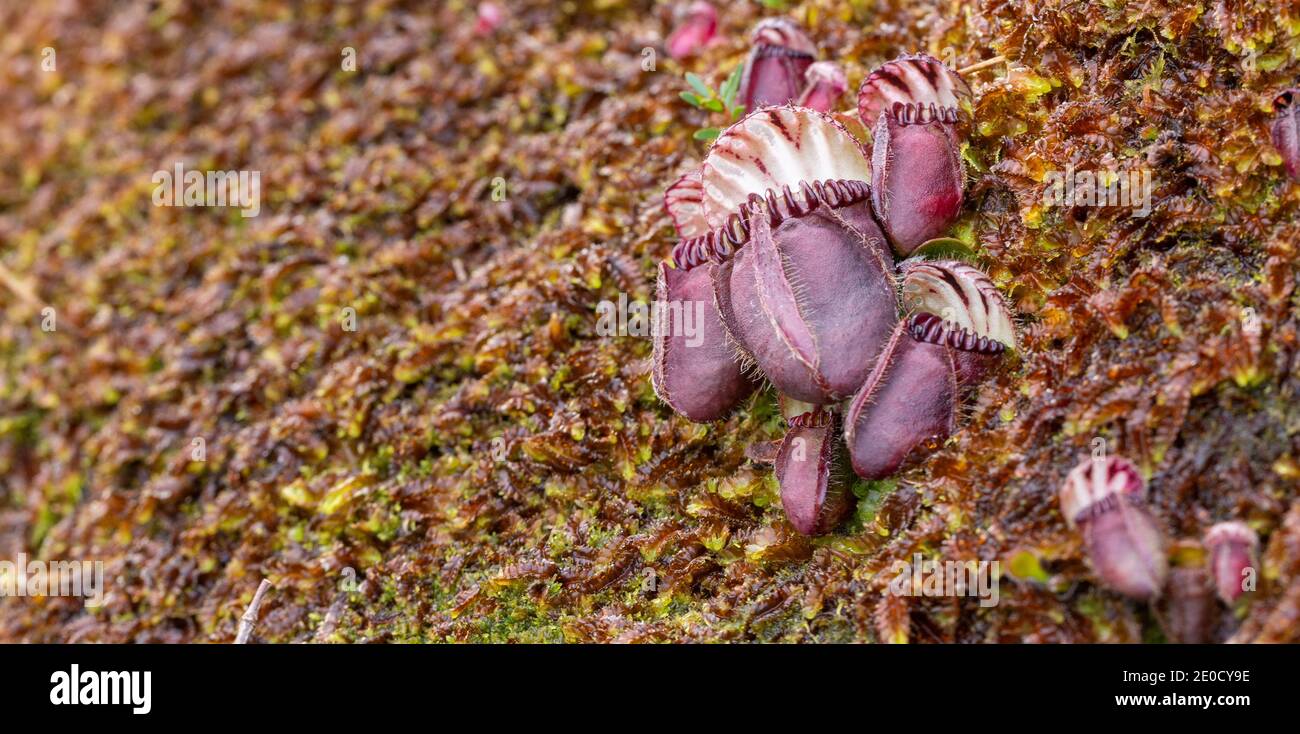 group of nice red pitchers of the carnivorous plant Cephalotus follicularis, the Albany Pitcher Plant, in natural habitat close to Walpole Stock Photo