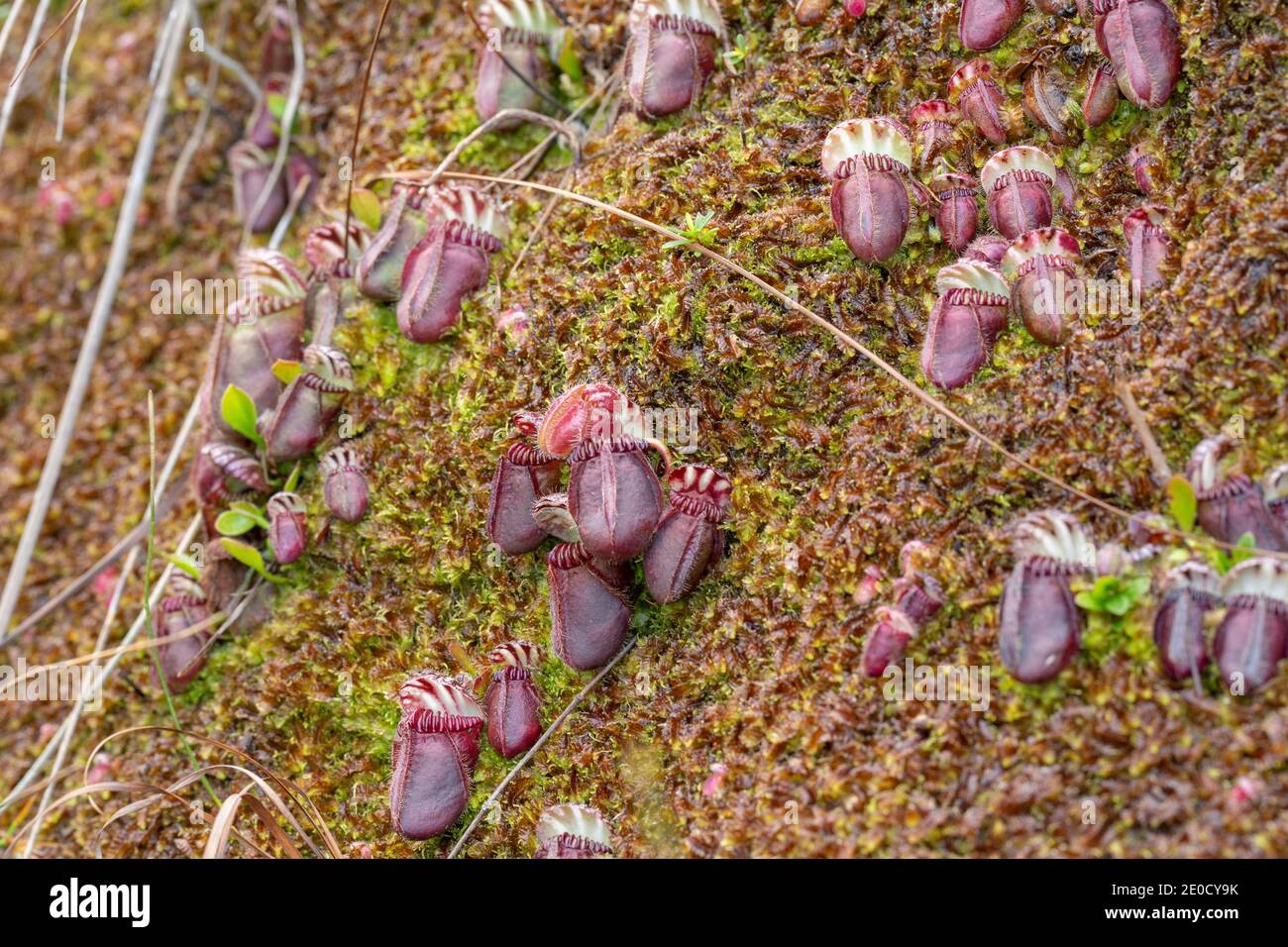 colony of Cephalotus follicularis, the Albany pitcher plant, in natural habitat seen close to Walpole in Western Australia Stock Photo