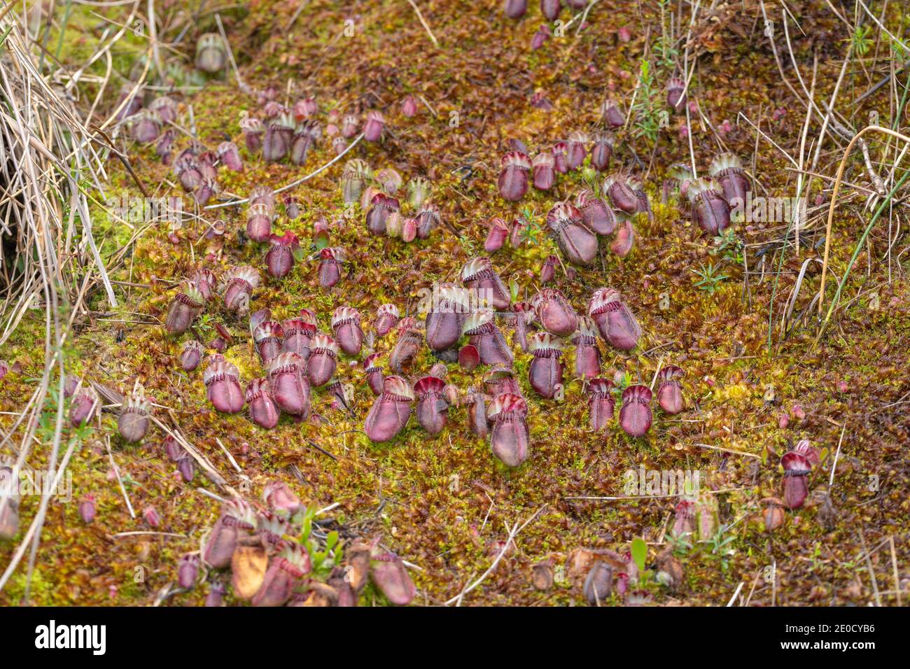 colony of Cephalotus follicularis, the Albany pitcher plant, in natural habitat seen close to Walpole in Western Australia Stock Photo