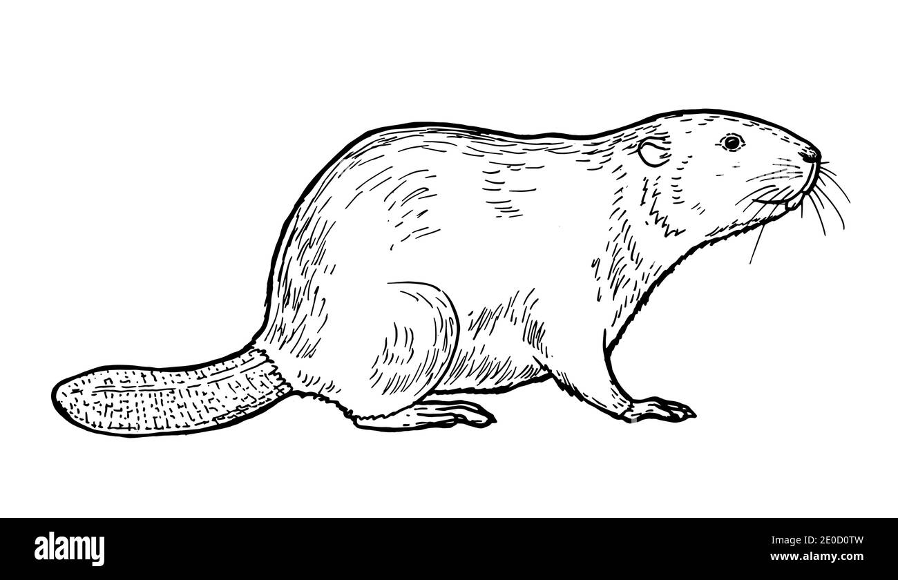 Drawing of beaver - hand sketch of mammal Stock Vector Image & Art - Alamy