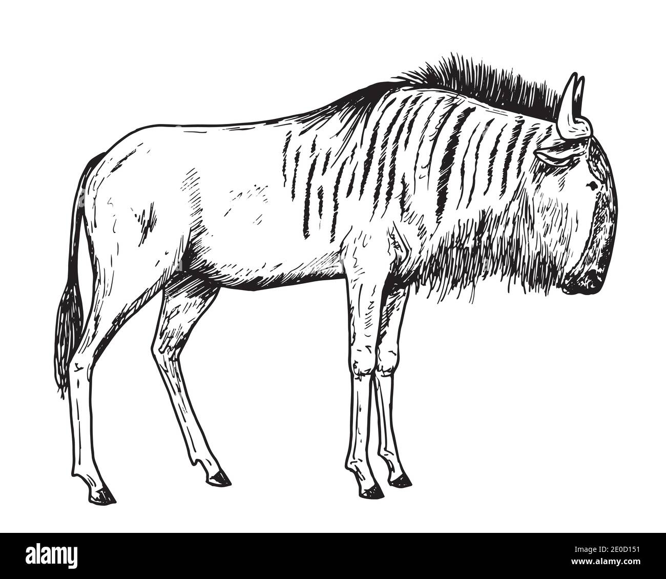 Drawing of wildebeest - hand sketch of gnu antelope Stock Vector