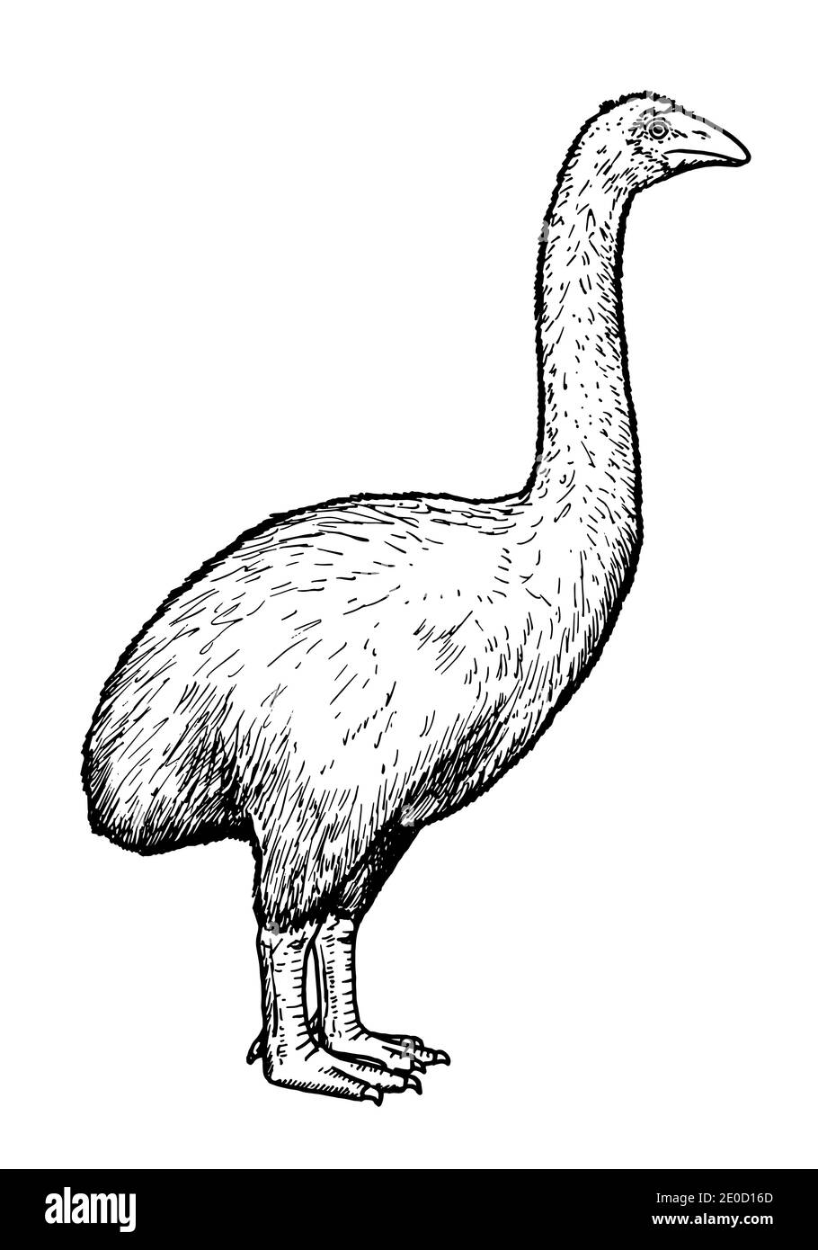 Drawing of Moa bird - hand sketch of extinct species Stock Vector