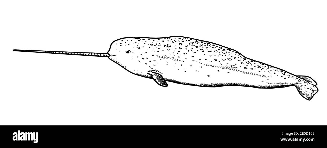 Drawing of narwhal hand sketch of water mammal Stock Vector Image