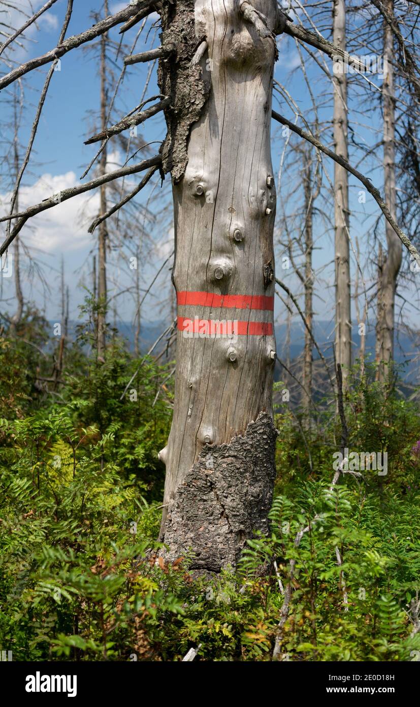 Ill withered tree with dry bark is marked by red stripe to be cutted down. Forest, wood and disease. Sunny summer nature. Shallow focus. Stock Photo