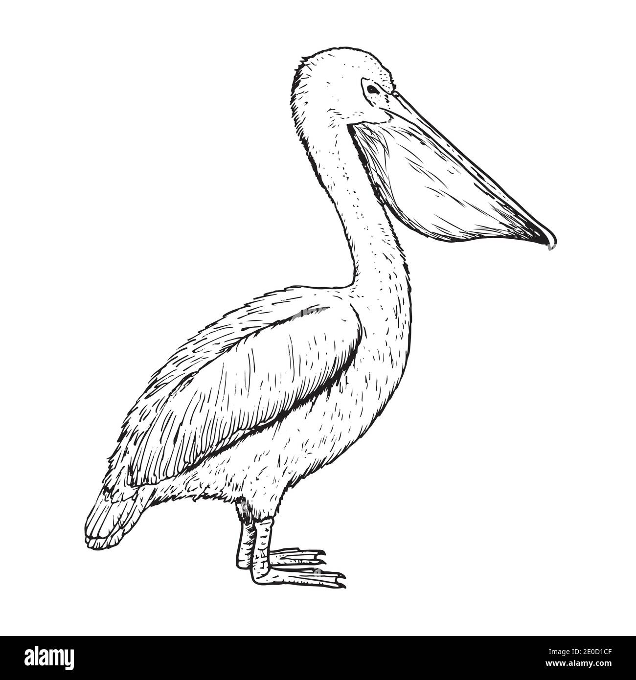 Drawing of pelican - hand sketch of bird Stock Vector