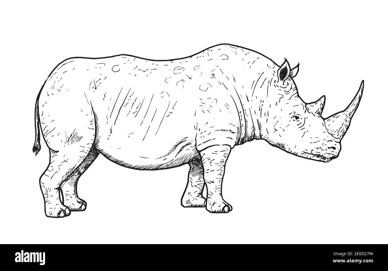 Drawing of white rhinoceros - hand sketch of endangered mammal Stock Vector