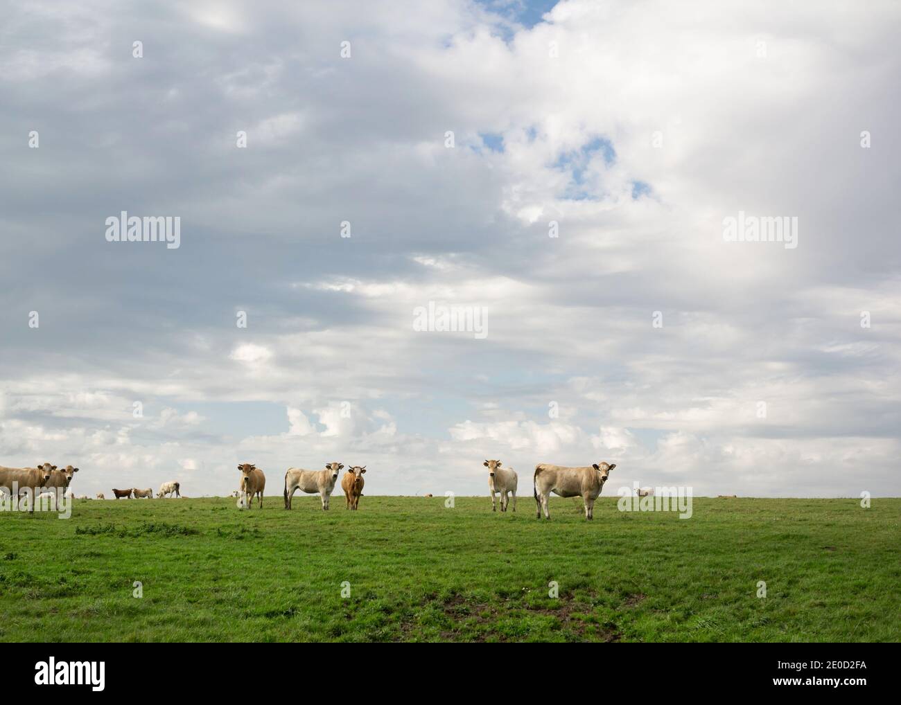 Cows on pasture and grazing land. Flat and plain countryside with cattle and livestock. Minimalist nature with cloudy sky and animals. Stock Photo