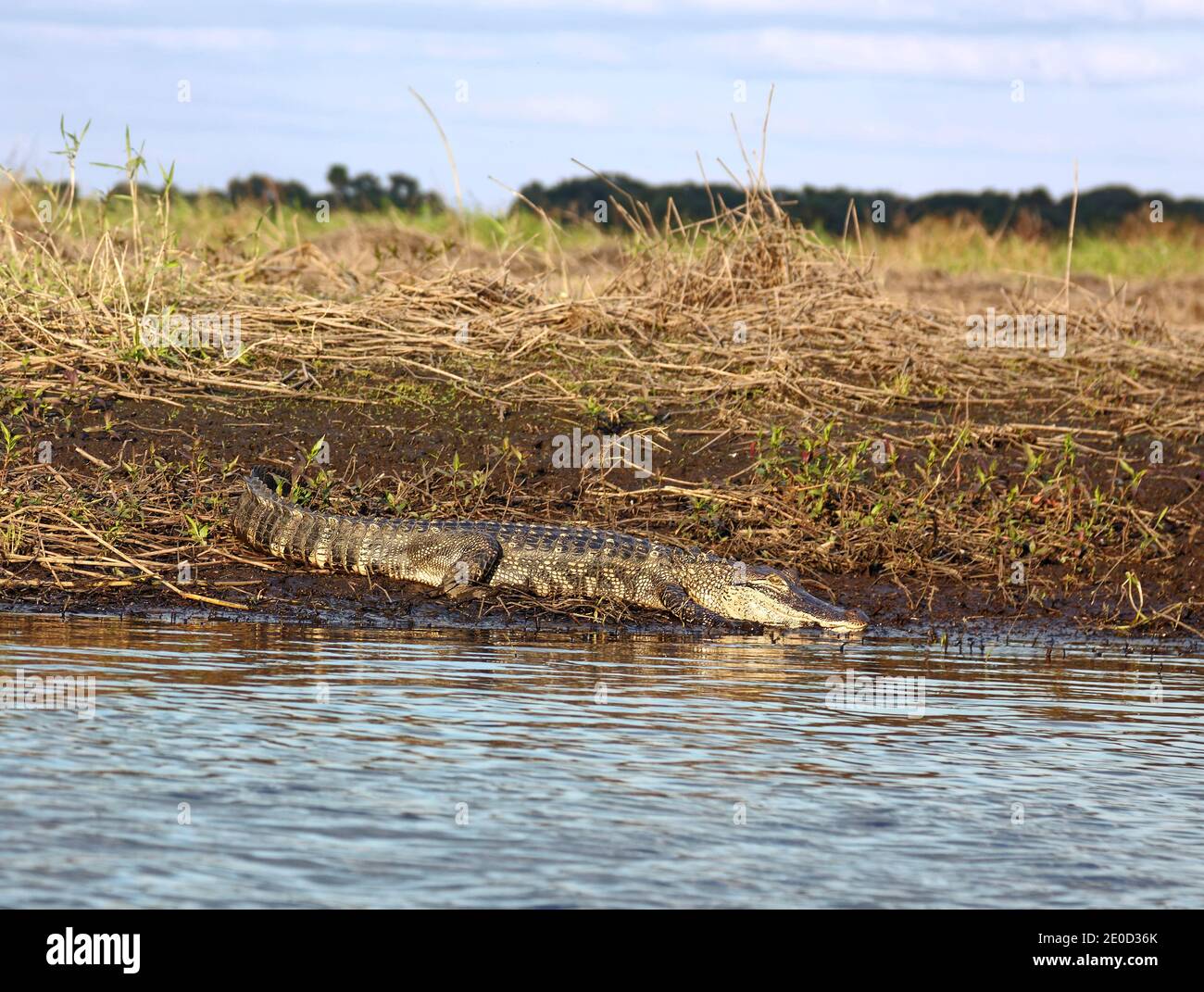 American alligator; young; yellowish bands; resting on riverbank; Alligator mississippiensis; animal; nature; reptile; wildlife; golden hour light, My Stock Photo