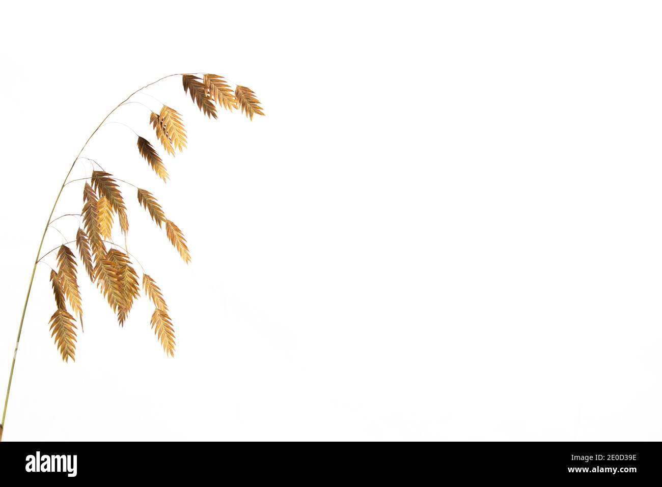 Chasmanthium latifolium or wood oats isolated on white background with copy space, also called Nordseehafer Stock Photo