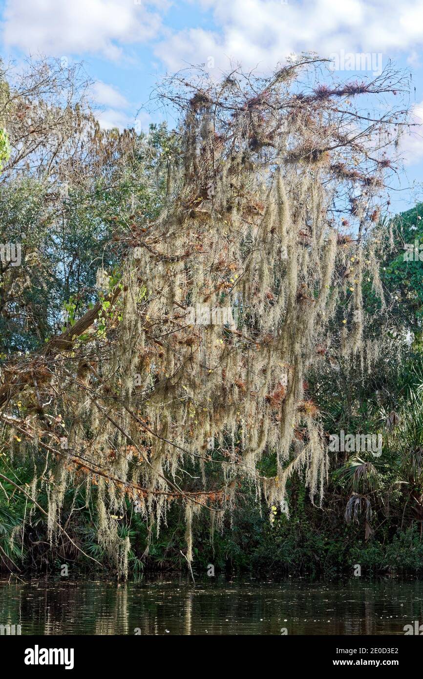 Spanish moss hanging from tree, Tillandsia usneoides, wildflower