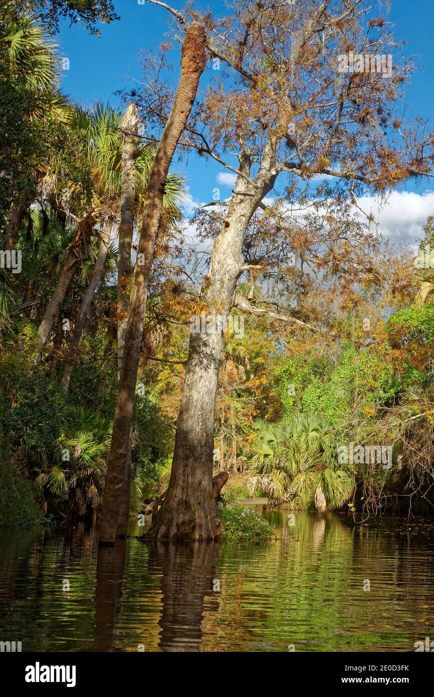 Trees That Grow In Water In Florida at Elisa Therrien blog