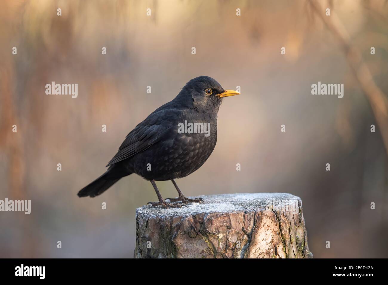 Blackbird male perched on a frosty log in a forest in the winter in Scotland, close up Stock Photo