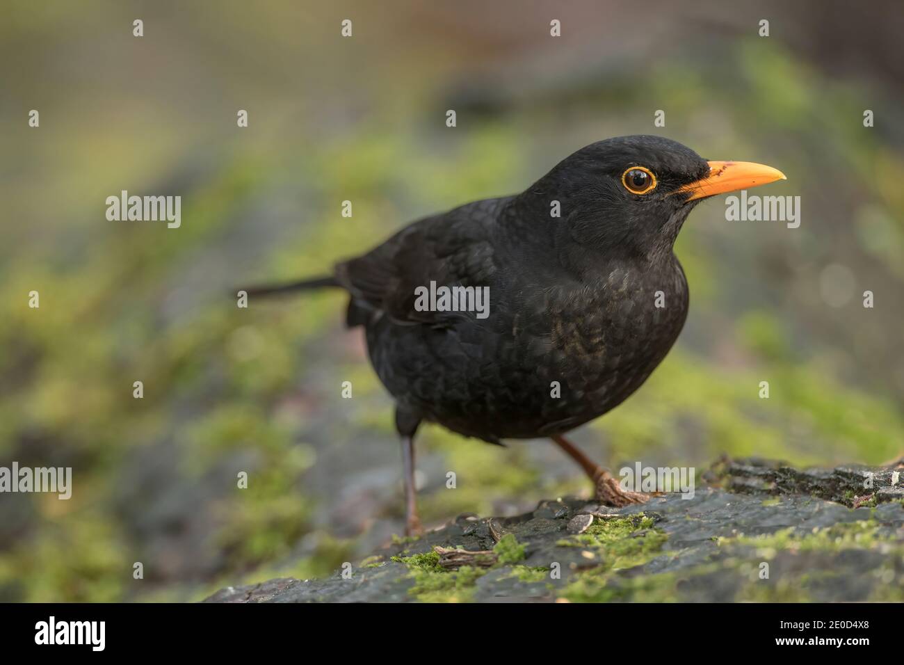 Blackbird, male, perched on a tree trunk, close up in a forest in Scotland in the summer time Stock Photo