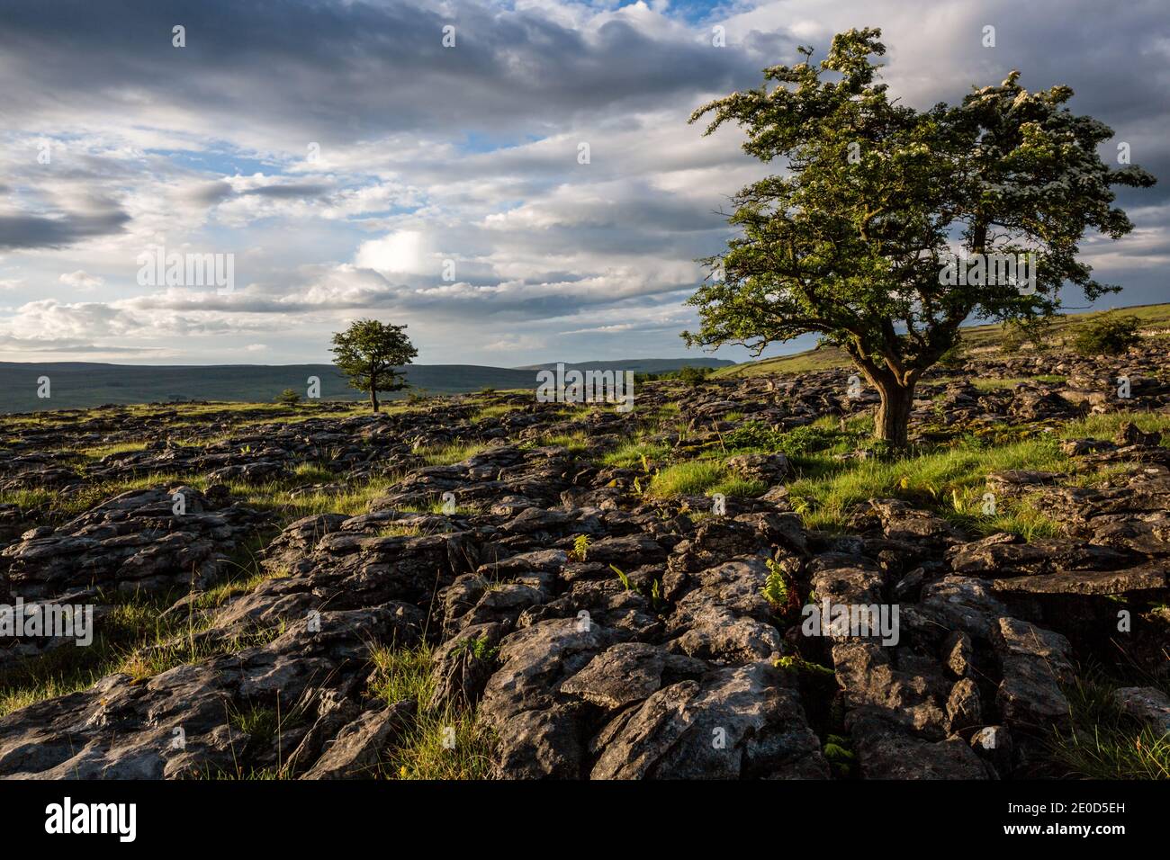 Hawthorn trees growing through the Limestone Pavement at Ribblesdale,  Yorkshire Dales National Park, England Stock Photo