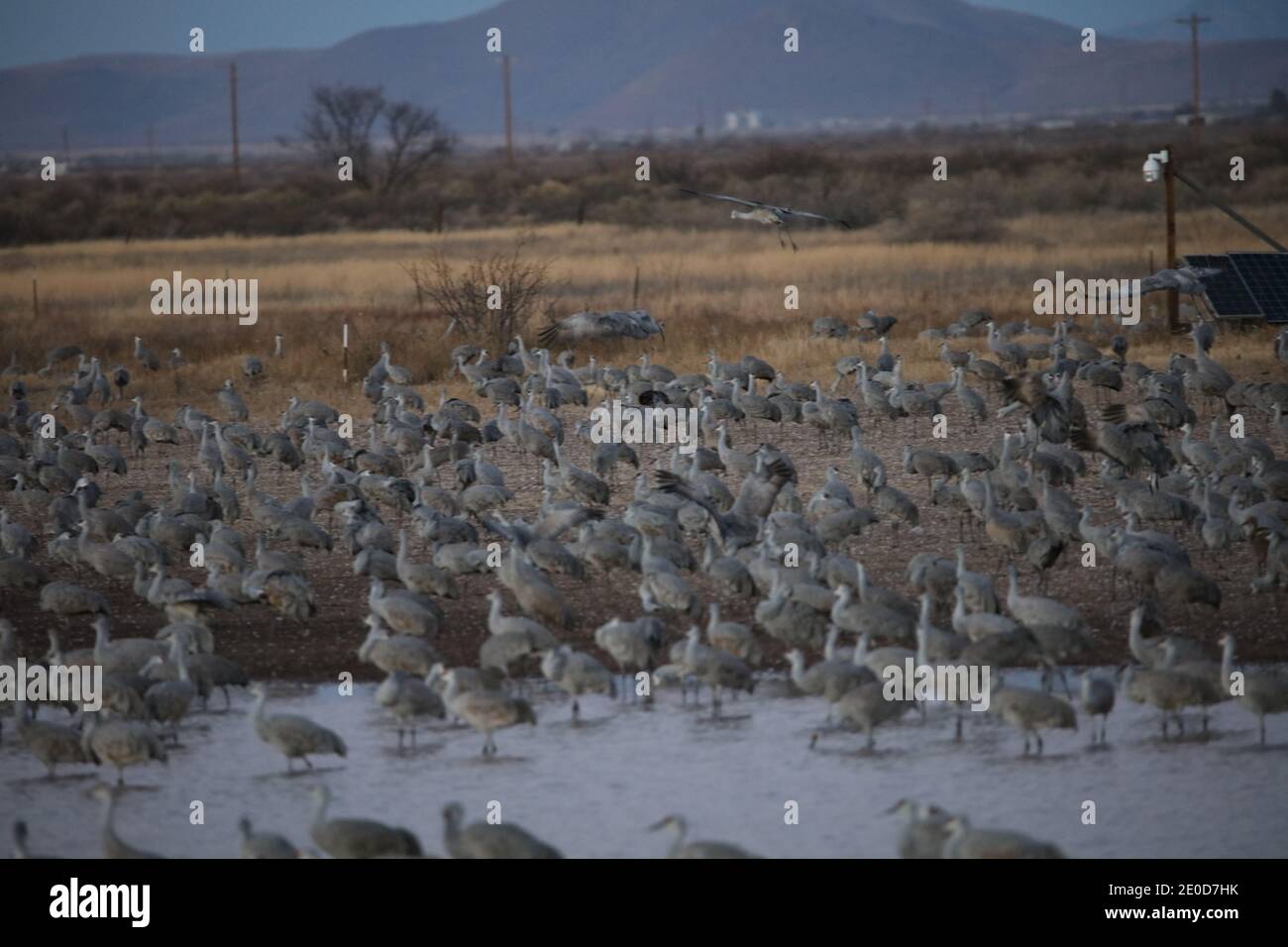 Sandhill Cranes at Whitewater Draw Stock Photo Alamy