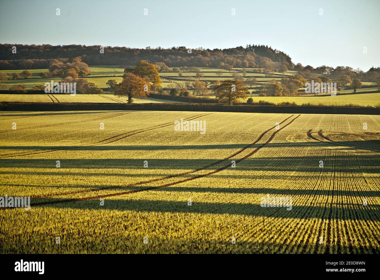 Early crops at Kerswell, Devon Stock Photo