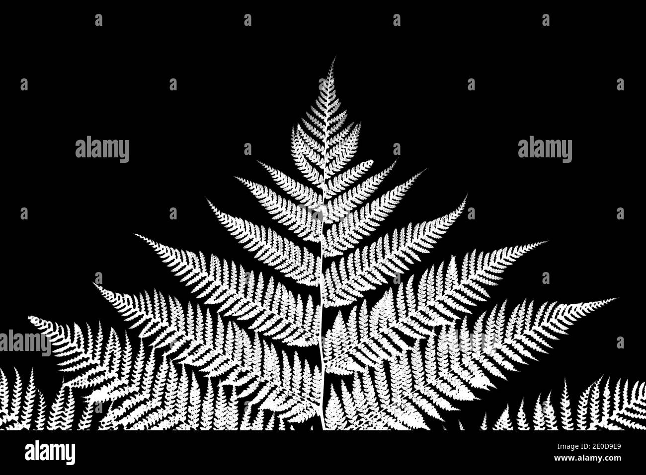 Inverted black and white close-up photography series of detail of tree fern leaves Stock Photo